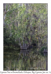 Cypress Tree with bromeliads