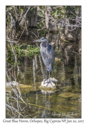 Great Blue Heron