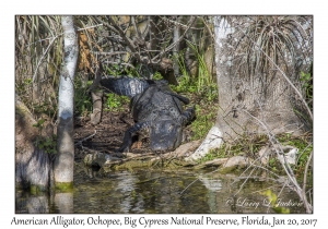 American Alligator