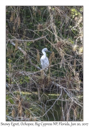 Snowy Egret