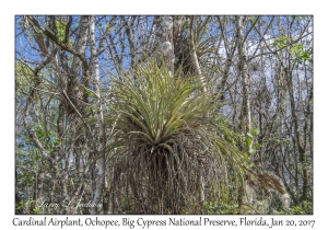 Cardinal Airplant