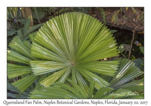 Queensland Fan Palm