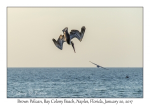 Brown Pelican