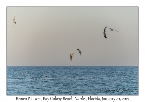 Brown Pelicans