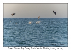 Brown Pelicans