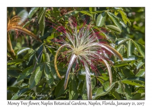 Money Tree flower