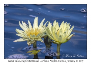 Water Lilies