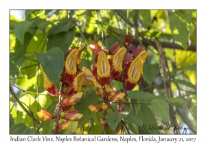 Indian Clock Vine