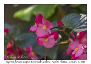 Begonia flowers