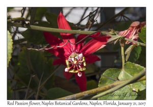 Red Passion flower