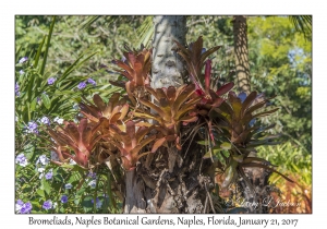 Bromeliads