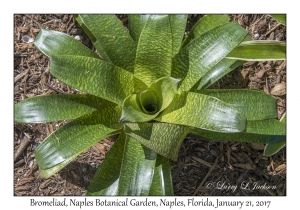 Bromeliad