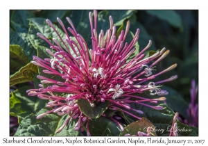 Starburst Clerodendrum