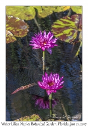 Water Liliies