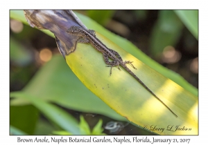 Brown Anole