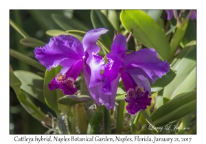 Cattleya hybrid