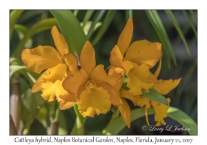 Cattleya hybrid