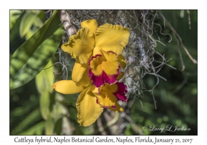 Cattleya hybrid