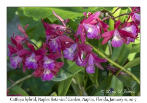 Cattleya hybrid