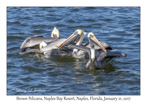 Brown Pelicans