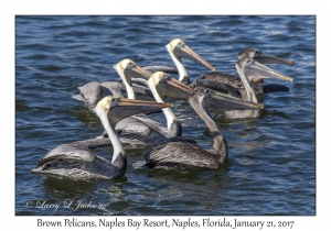 Brown Pelicans