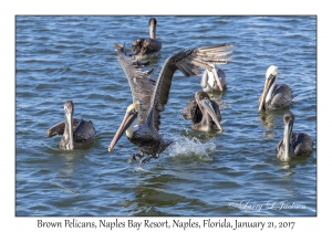 Brown Pelicans