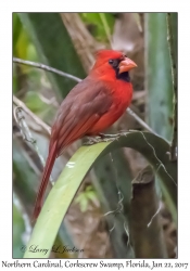 Northern Cardinal