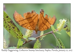 Ruddy Daggerwing