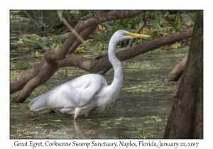 Great Egret