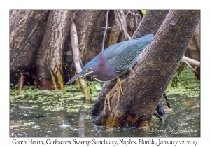 Green Heron