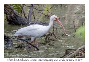 White Ibis