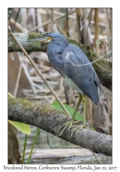 Tricolored Heron