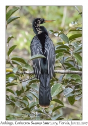 Anhinga