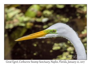 Great Egret