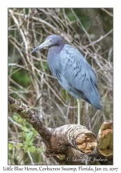 Little Blue Heron