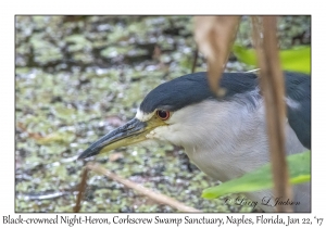 Black-crowned Night-Heron