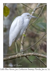 Little Blue Heron