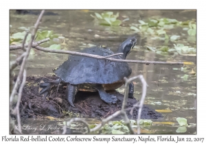 Florida Red-bellied Cooter