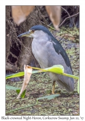 Black-crowned Night-Heron