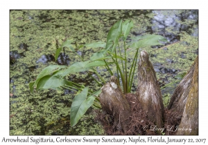 Arrowhead Sagittaria