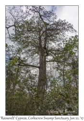 'Roosevelt' Bald Cypress