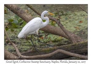 Great Egret