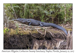 American Alligator