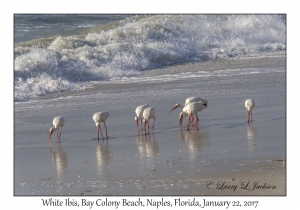 White Ibis