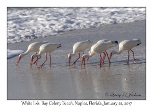 White Ibis