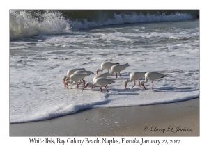 White Ibis