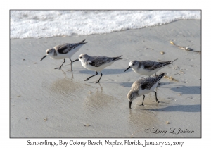 Sanderlings