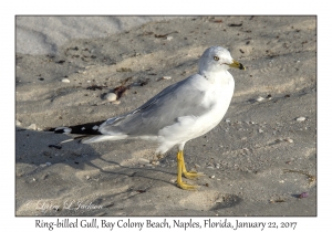 Ring-billed Gull