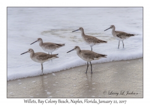 Willets