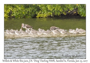 Willets & White Ibis